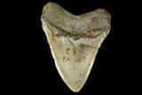 Huge, Fossil Megalodon Tooth - North Carolina #119401-2